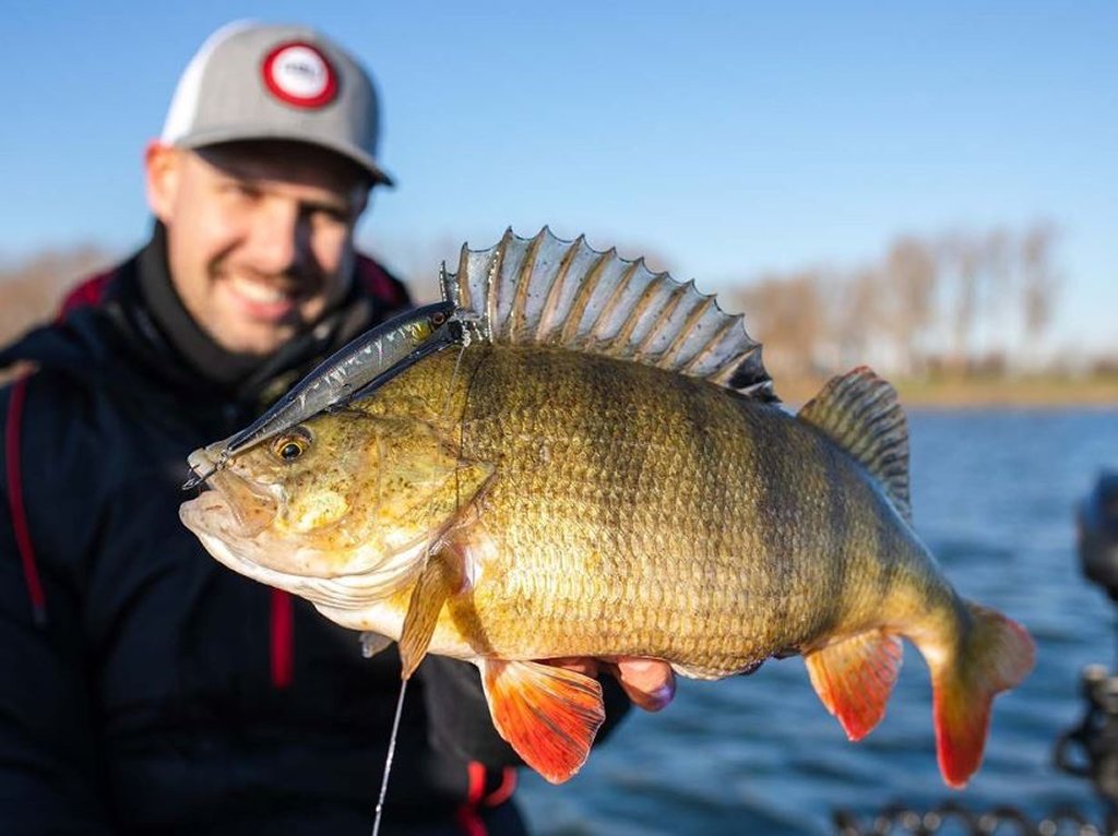 Grote baarzen kunnen hier niet van afblijven! - Roofmeister