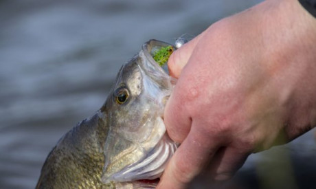 Nieuwe screw-in-jigheads & Jointed Pro Shads