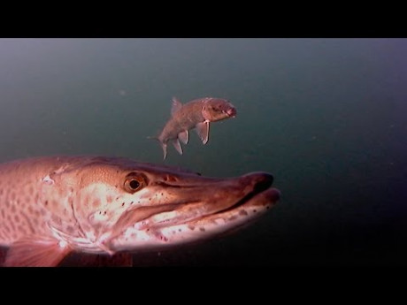 Musky grijpt aasvis