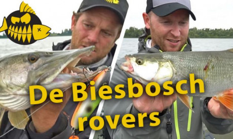 ***Roofmeister VIDEO*** Snoek VS roofblei op de Amer in de Biesbosch