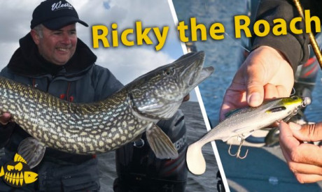 Zo rigt Luc Coppens Ricky the Roach – De shad voor alle snoeken
